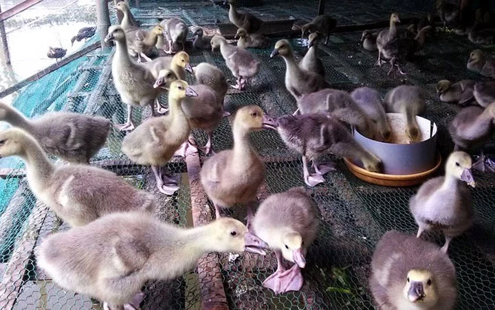 Mơ thấy con ngỗng báo gì? Luận giải & gợi ý số đề 3 9ead2641 nuoi ngong troi 2jpg